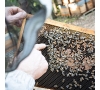 Découverte de la ruche et dégustation (SLVie 7 Montpellier)