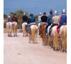 Découverte de la Camargue à cheval et en calèche (SLVie 4)