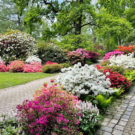 Visite Parc Floral Les Camellias &  Mine Témoin d'Alès  (SLVie 4 Costières)