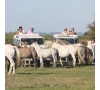 SAFARI EN CAMARGUE EN 4X4 (SLVie Hérault)