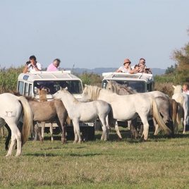 SAFARI EN CAMARGUE EN 4X4 (SLVie Hérault)