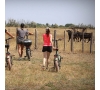 SAFARI EN CAMARGUE A VELO ELECTRIQUE (SLVie Hérault)