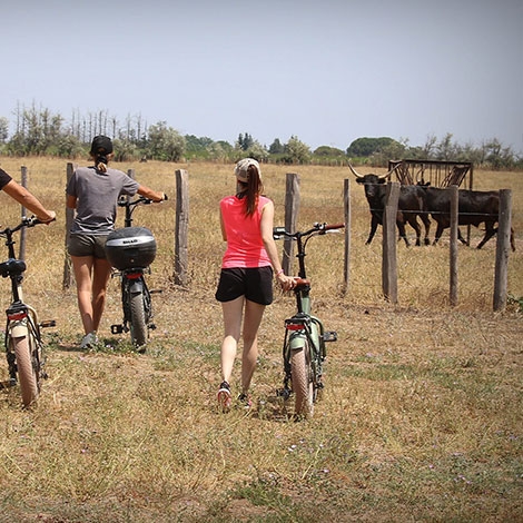 SAFARI EN CAMARGUE A VELO ELECTRIQUE (SLVie Hérault)