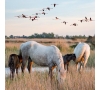 Découverte de la Camargue à Cheval (SLVie 4)