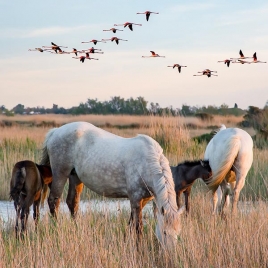 Découverte de la Camargue à Cheval (SLVie 4)